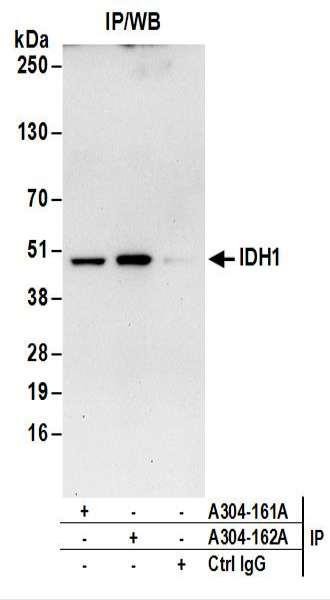 Anti-IDH1