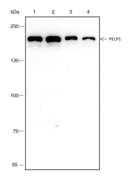 Anti-Recombinant PELP1, clone A328