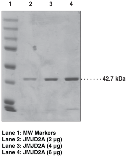 JMJD2A (human, recombinant, Strep-tagged)