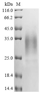 DNA dC->dU-editing enzyme APOBEC-3A (APOBEC3A), human, recombinant