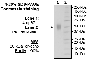 B7-1 (CD80), FLAG-Avi-His-Tag (Human)