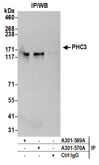 Anti-PHC3