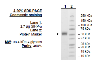 SIRP-alpha (CD172a), His-tag