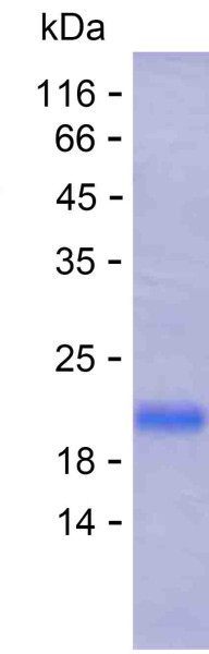 CDH4 (human), recombinant protein