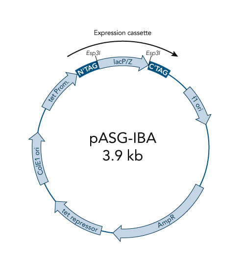 pASG-IBA167 vector