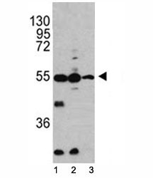 Anti-Caspase-2