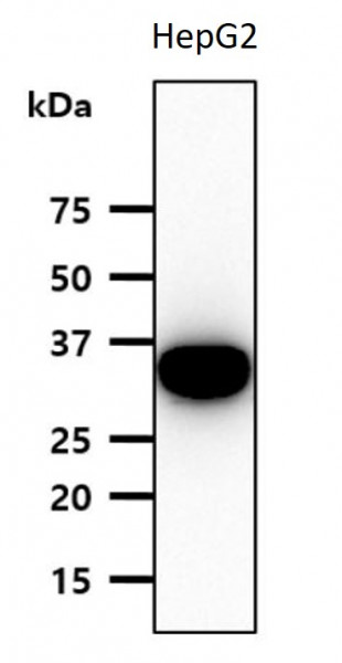 Anti-SULT2A1, clone 13E10