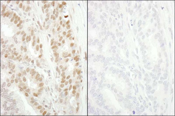 Anti-phospho-MCM2 (Ser53) (IHC)