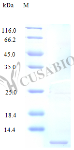C-C motif chemokine 14 protein (CCL14), partial (Active), human, recombinant