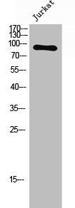 Anti-Phospho-FGFR4 (Y642)