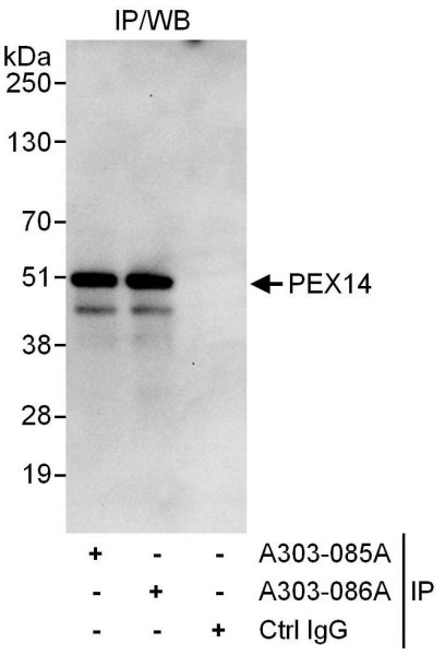 Anti-PEX14