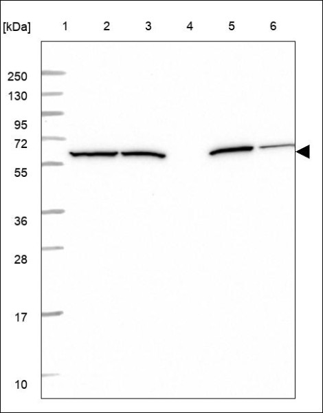 Anti-SPARCL1