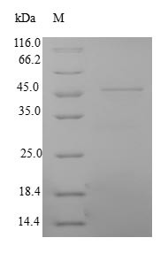 Myosin light chain 3 (MYL3), human, recombinant
