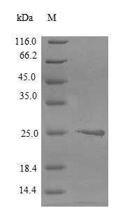 Claudin-6 (CLDN6), partial, human, recombinant