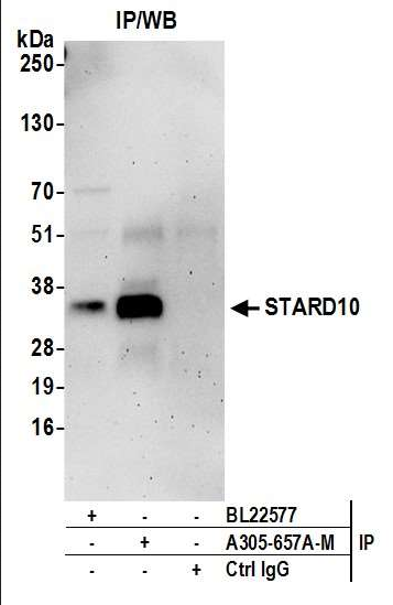 Anti-STARD10
