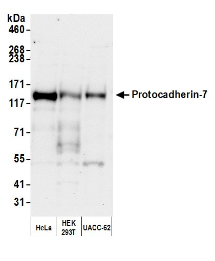 Anti-Protocadherin-7