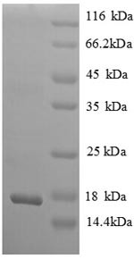 Beta-nerve growth factor (Ngf), partial, rat, recombinant