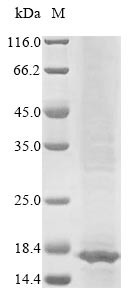 E3 ubiquitin-protein ligase TRIP12 (TRIP12), partial, human, recombinant