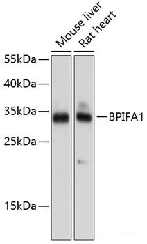 Anti-BPIFA1