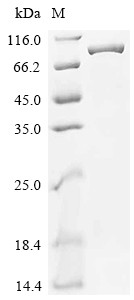 Phosphatidylinositol 3-kinase regulatory subunit alpha (Pik3r1), mouse, recombinant