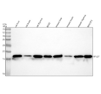 Anti-RPL27 / 60S ribosomal protein L27