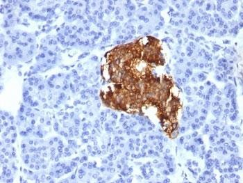 Anti-Insulin, clone IRDN/805