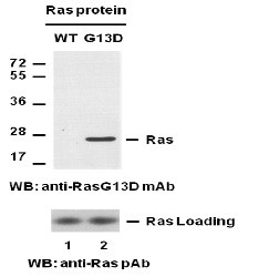 Anti-Ras (G13D), monoclonal