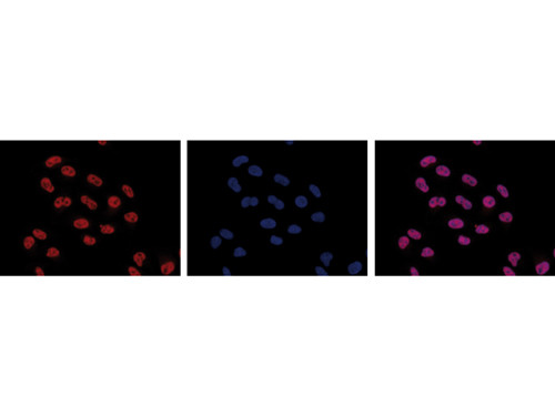 Anti-phospho-Pol II (Ser5), clone