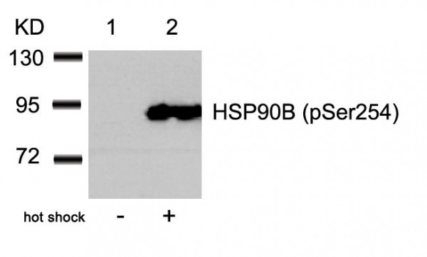 Anti-phospho-HSP90B (Ser254)
