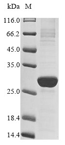 Peptidoglycan recognition protein 1 (PGLYRP1), human, recombinant
