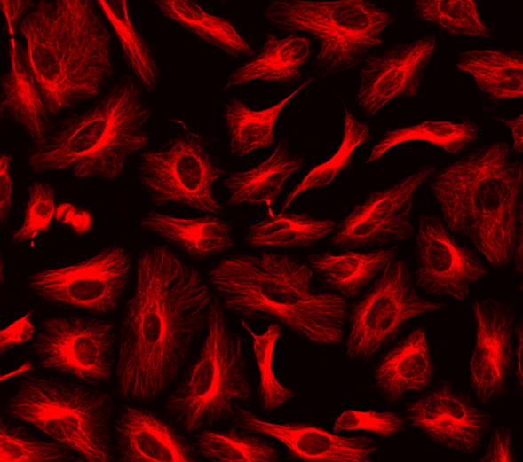 ReadiLink(TM) Rapid XFD594 Antibody Labeling Kit *Production Scale*