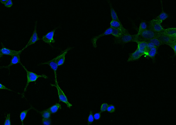 Anti-PSMA Monoclonal Antibody