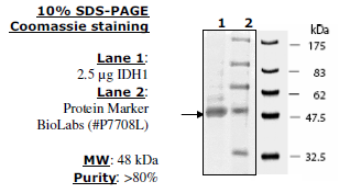 IDH1, human recombinant protein, C-terminal FLAG-tag