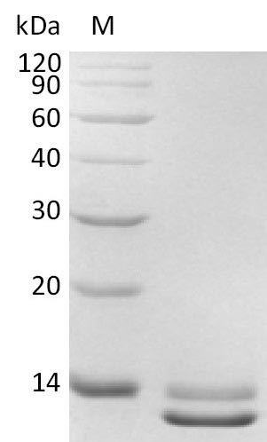 Transforming growth factor beta-3 (TGFB3), partial (Active), human, recombinant
