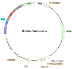 CD8a/CD8b Lentivirus