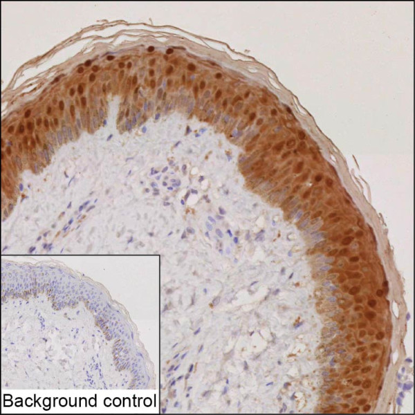 Anti-Caspase-14