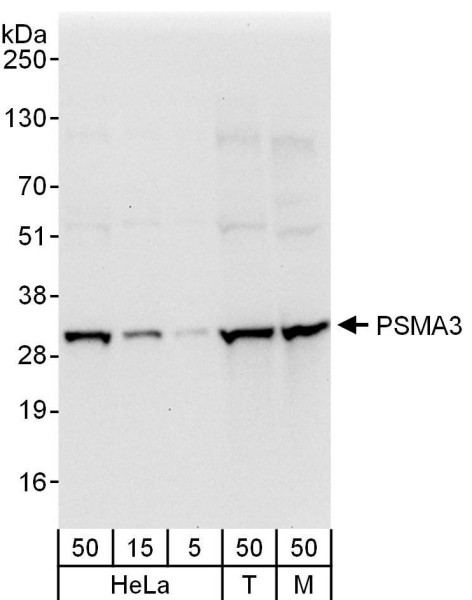 Anti-PSMA3