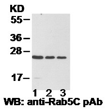 Anti-Rab5C