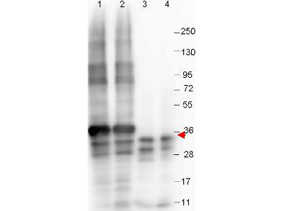 Anti-NAG-1 (N-terminal specific), monoclonal