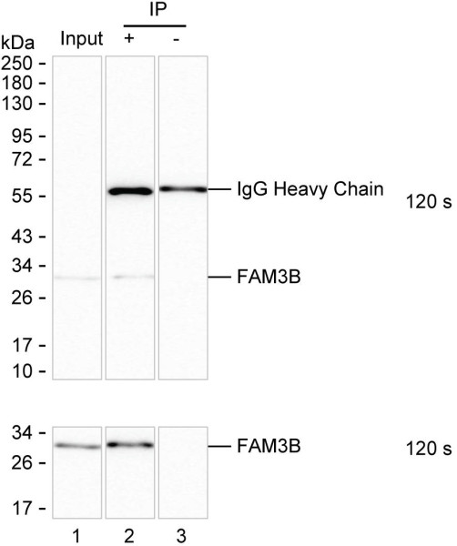 Anti-FAM3B