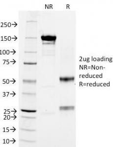 Anti-CD18, clone 68-5A5