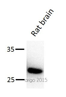 Anti-phospho-14-3-3 zeta (Ser58)