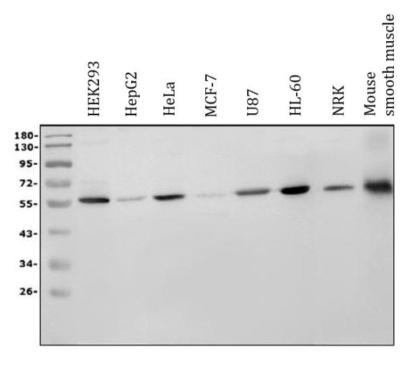 Anti-RBPJK, clone 6G4
