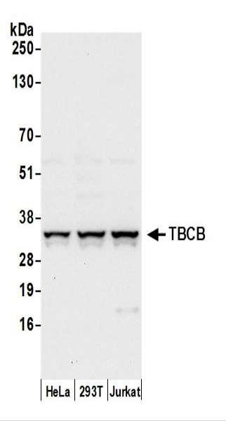 Anti-TBCB