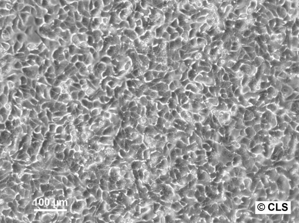 CC531 Cells