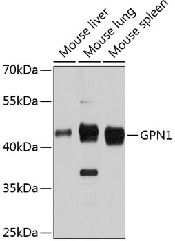 Anti-GPN1