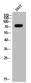 Anti-Phospho-IL2RB (Y364)