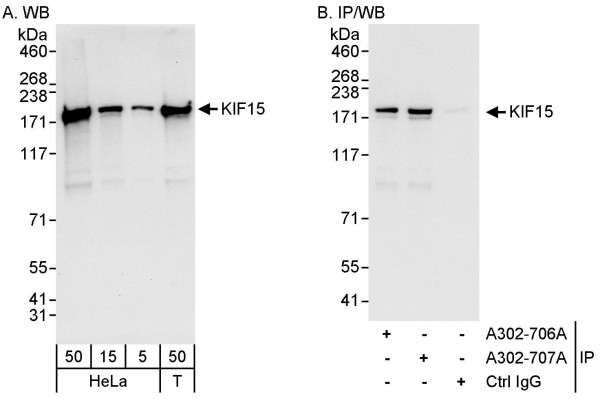 Anti-KIF15