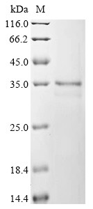 High mobility group protein B1 (Hmgb1), mouse, recombinant