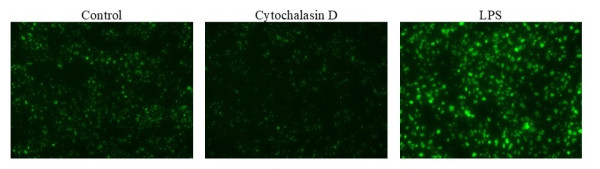 Protonex(TM) Green 500-Zymosan A Conjugate
